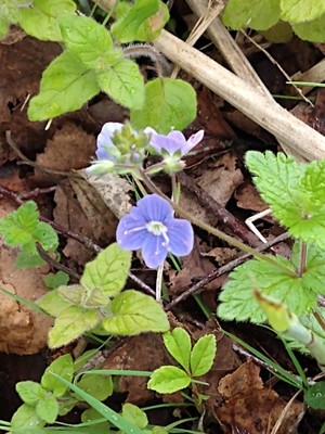 photo of Germander Speedwell