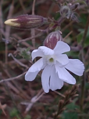 photo of White Campion