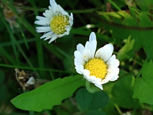 photo of Annual Daisy