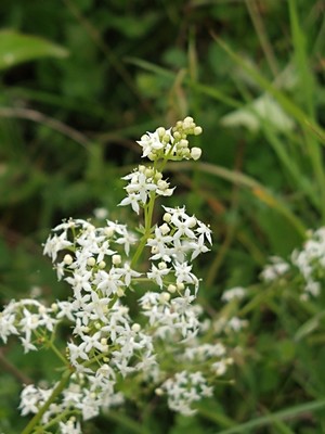 photo of Hedge Bedstraw