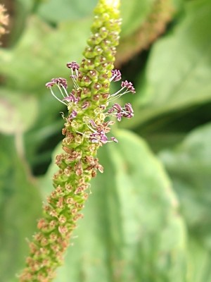 photo of Greater Plantain