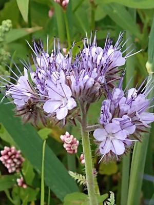 photo of Phacelia