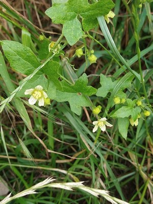 photo of White Bryony