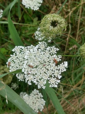 photo of Wild Carrot