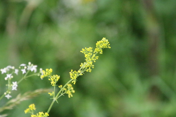 photo of Lady's Bedstraw