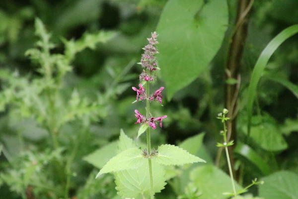 photo of Hedge Woundwort