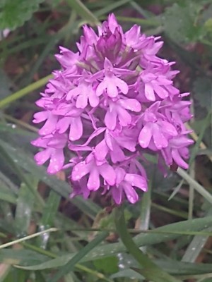 photo of Pyramidal Orchid