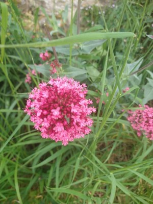 photo of Red Valerian