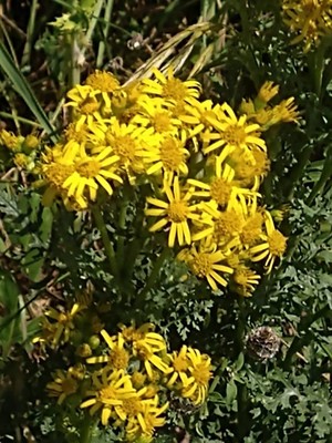 photo of Ragwort