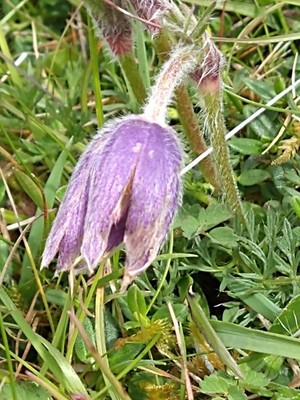 photo of Pasqueflower