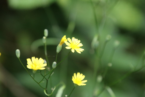 photo of Nipplewort