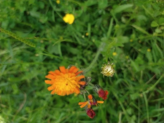 photo of Fox And Cubs