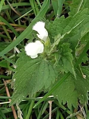photo of White Dead Nettle