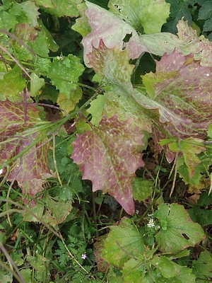 photo of Garlic Mustard