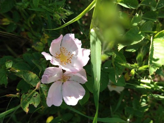 photo of Common Dog Rose