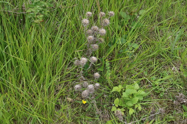 photo of Carline Thistle
