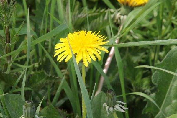 photo of Dandelion
