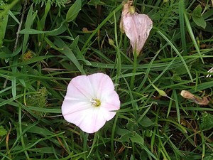 photo of Field Bindweed
