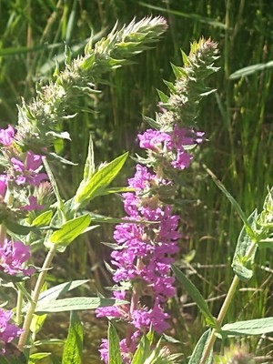photo of Purple Loosestrife