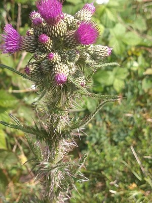 photo of Marsh Thistle