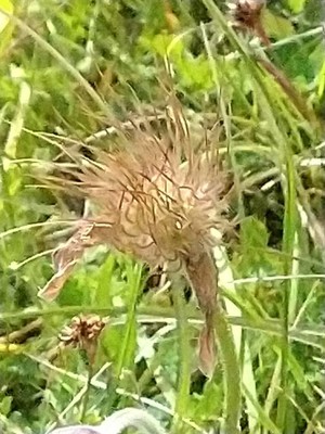 photo of Pasqueflower