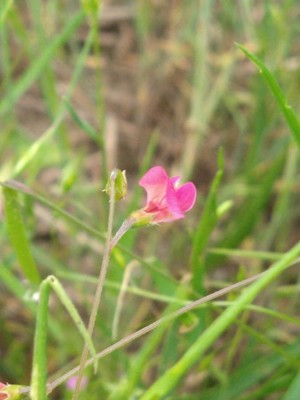 photo of Grass Vetchling