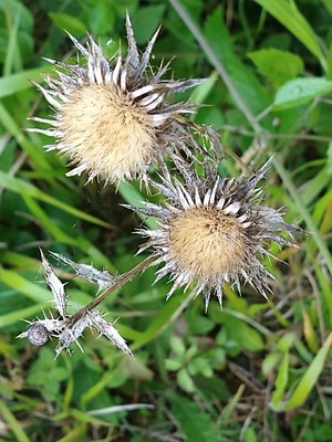 photo of Carline Thistle