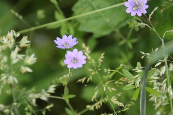 photo of Hedgerow Crane's Bill