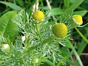 photo of Pineappleweed