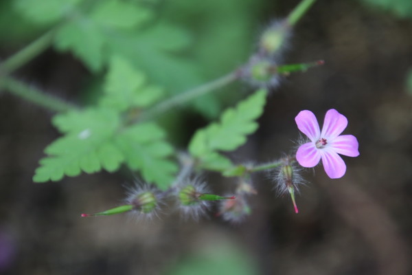 photo of Herb Robert