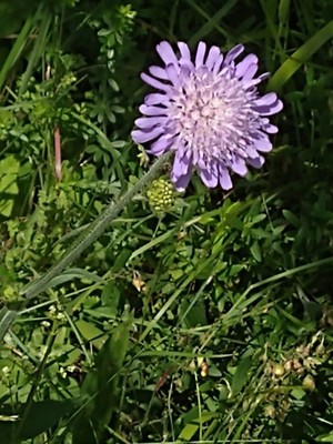 photo of Field Scabious