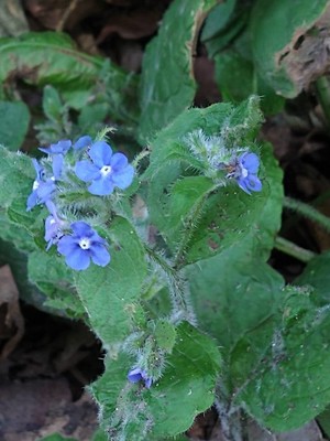 photo of Green Alkanet