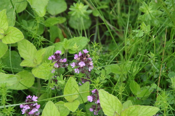 photo of Wild Thyme