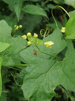 photo of White Bryony
