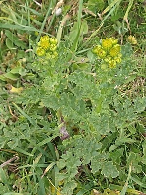 photo of Ragwort