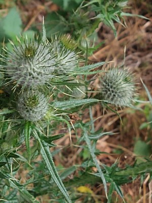 photo of Spear Thistle
