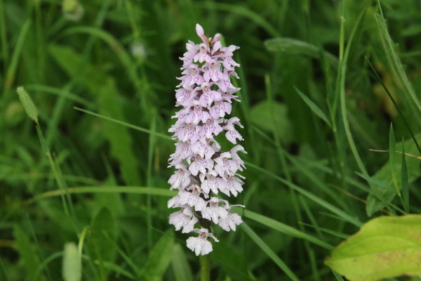 photo of Common Spotted Orchid