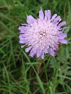 photo of Field Scabious