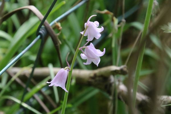 photo of Spanish Bluebell