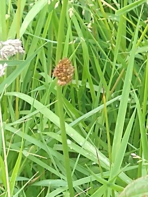 photo of Compact Rush