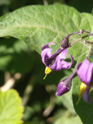 photo of Bittersweet