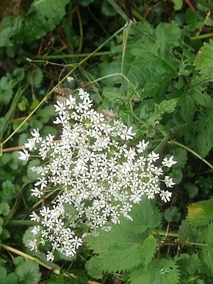 photo of Hogweed