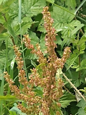 photo of Curled Dock