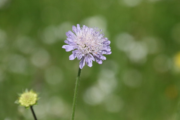 photo of Field Scabious