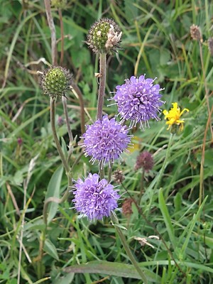 photo of Devil's Bit Scabious