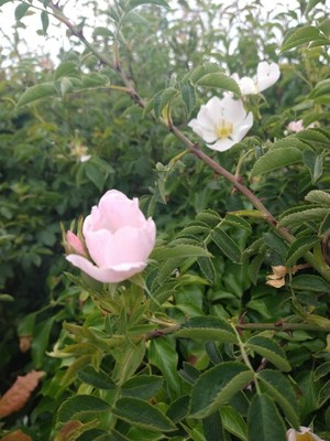 photo of Common Dog Rose