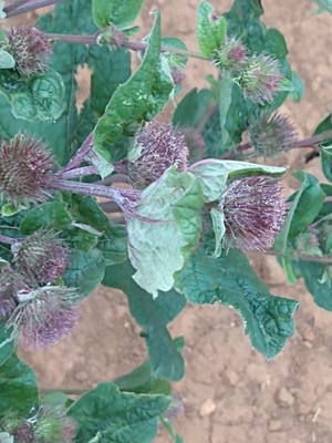 photo of Lesser Burdock