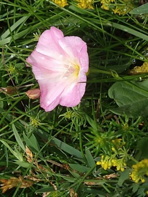 photo of Field Bindweed