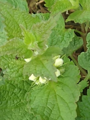 photo of White Dead Nettle