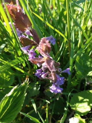 photo of Ground Ivy